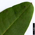 SpeciesSub: var. fargesii